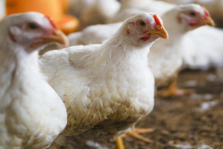 Prix du poulet de chair en RDC : guide complet pour acheter au meilleur prix