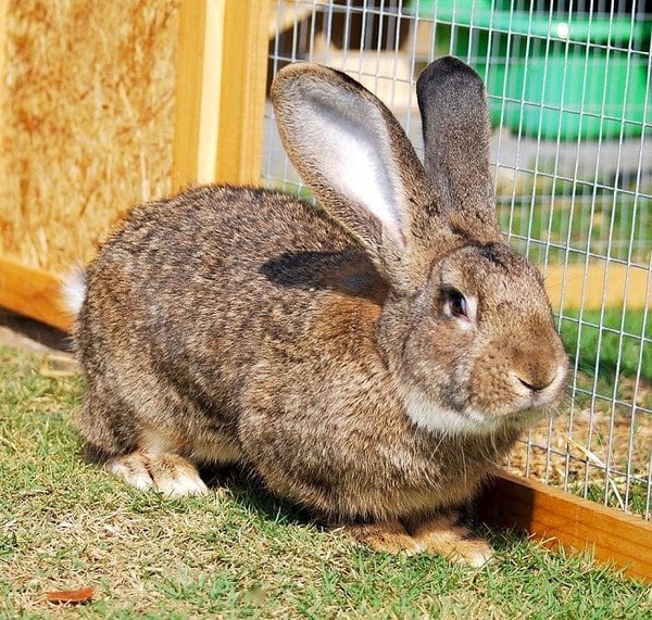 Lapins