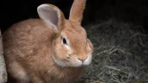 Élevage de lapins en RDC : comment débuter et réussir son élevage