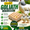 Oeuf fécondés hybride disponible