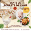 Poulet de chaire disponoble