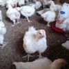 Poulet de chair disponible