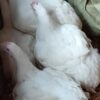 Poulet de chair a vendre