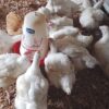 Poulet de chair a vendre