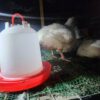 Poulet de chair disponible
